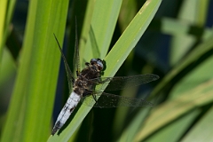 David Plant Photography - Wildlife Photography - Scarce chaser - G